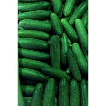 Cucumber  (46)-6512794-57745.webp